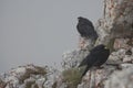 Two alpine choughs on a mountain rock in a dense fog, Dolomites, Italian Alps Royalty Free Stock Photo