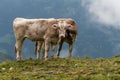 Two alpine cows with one head on a field of wildflowers in the scenic mountains in the Alps of Austria Royalty Free Stock Photo