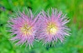 Two alpine flowers in bloom Royalty Free Stock Photo