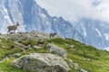 Two alpine goats on the edge of the mountain, mount Bianco, Alps, Italy Royalty Free Stock Photo