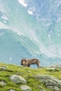 Two alpine goats fighting, mount Bianco, Alps, Italy Royalty Free Stock Photo