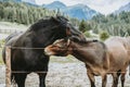 Two Alpine Horses Grazing in Val Duron, Dolomites Royalty Free Stock Photo