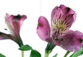 Two alstroemeria flowers Royalty Free Stock Photo