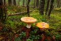 Two amanita in the forest. Royalty Free Stock Photo