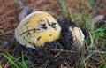 Two Amanita gemmata mushrooms on grass background.