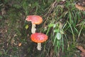 Two Amanita muscaria or Fly agaric poisonous mushrooms with red and white cap growth in autumn forest. Dangerous fungus. Royalty Free Stock Photo
