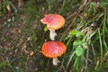 Two Amanita muscaria or Fly agaric poisonous mushrooms with red and white cap growth in autumn forest. Dangerous fungus. Royalty Free Stock Photo