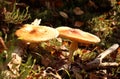 Two Amanita Mushrooms In A Forest Among Branches And Moss, Lit By Bright Light