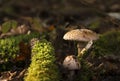 Two Amanita regalis mushrooms growing in the forest Royalty Free Stock Photo