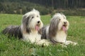 Two amazing bearded collies lying in the grass