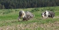 Two amazing bearded collies running together Royalty Free Stock Photo