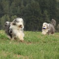 Two amazing bearded collies running together Royalty Free Stock Photo