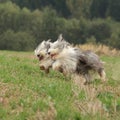 Two amazing bearded collies running together Royalty Free Stock Photo