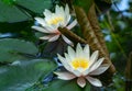 Two amazing bright pink water lilies or lotus flowers Marliacea Rosea in old pond. Nympheas with water drops Royalty Free Stock Photo