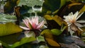 Two amazing bright pink water lilies or lotus flowers Marliacea Rosea in old pond. Nympheas with water drops are so beautiful