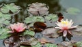 Two amazing bright pink water lilies or lotus flowers Marliacea Rosea in old pond. Nympheas with water drops are so beautiful.