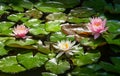 Two amazing bright pink water lilies or lotus flowers Marliacea Rosea and one white nymphaea in old pond. Nympheas above leaves