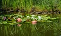 Two amazing bright pink water lilies or lotus flowers Perry`s Orange Sunset in pond. Nympheas with water drops and plants Royalty Free Stock Photo