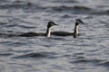 Great Crested Grebe in UK pond Royalty Free Stock Photo