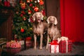 Two Grey Party dog Weimaraner in christmas decorations ney year