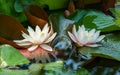 Two amazing pink water lilies or lotus flowers Marliacea Rosea in old pond. Nympheas are reflected in dark water. Summer flower Royalty Free Stock Photo