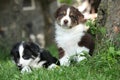 Two amazing puppies lying together in the grass