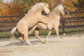 Two amazing stallions playing together Royalty Free Stock Photo