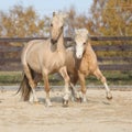 Two amazing stallions playing together Royalty Free Stock Photo