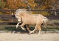 Two amazing stallions playing together Royalty Free Stock Photo