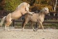 Two amazing stallions playing together Royalty Free Stock Photo