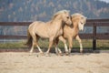 Two amazing stallions playing together Royalty Free Stock Photo