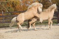 Two amazing stallions playing together Royalty Free Stock Photo