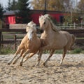 Two amazing stallions playing together Royalty Free Stock Photo