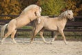 Two amazing stallions playing together Royalty Free Stock Photo