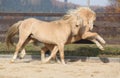 Two amazing stallions playing together Royalty Free Stock Photo