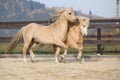 Two amazing stallions playing together Royalty Free Stock Photo