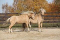 Two amazing stallions playing together Royalty Free Stock Photo