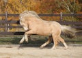 Two amazing welsh pony stallions playing together Royalty Free Stock Photo