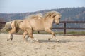 Two amazing welsh pony stallions playing together Royalty Free Stock Photo