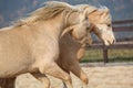 Two amazing welsh pony stallions playing together Royalty Free Stock Photo