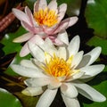 Two amazing white and pink water lilies or lotus flowers Marliacea Rosea in old pond. Nympheas are bloom Royalty Free Stock Photo