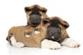 American Akita puppies posing on white background