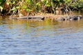 Two American Alligators Royalty Free Stock Photo