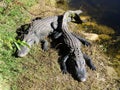 Two American Alligators Royalty Free Stock Photo