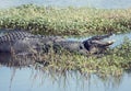 Two American Alligators Royalty Free Stock Photo
