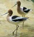 Two American Avocets Royalty Free Stock Photo