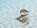 Two American Avocets in Rippled Water