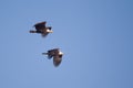 Two American Bald Eagles in Flight Royalty Free Stock Photo