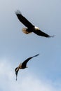 Two american bald eagles sparring in the air in coastal Alaska United States Royalty Free Stock Photo