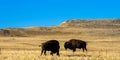 Two American Bison atop a hill in Antelope Island State Park in Utah Royalty Free Stock Photo